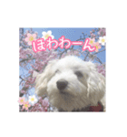 マルプーのマリースタンプ3（個別スタンプ：21）