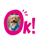 Favorite Dog Family 2（個別スタンプ：2）