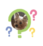 Favorite Dog Family 2（個別スタンプ：5）