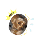 Favorite Dog Family 2（個別スタンプ：8）