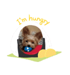 Favorite Dog Family 2（個別スタンプ：10）