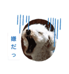 Favorite Dog Family 2（個別スタンプ：11）