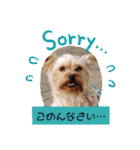 Favorite Dog Family 2（個別スタンプ：12）