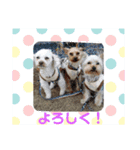 Favorite Dog Family 2（個別スタンプ：13）