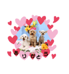 Favorite Dog Family 2（個別スタンプ：14）