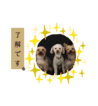 Favorite Dog Family 2（個別スタンプ：15）