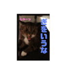 鹿児島弁♪かごんま弁♪みる姐さん！（個別スタンプ：12）