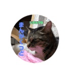 鹿児島弁♪かごんま弁♪みる姐さん！（個別スタンプ：13）