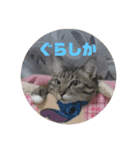 鹿児島弁♪かごんま弁♪みる姐さん！（個別スタンプ：16）