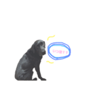 黒ラヴレオンのスタンプ（個別スタンプ：3）