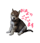 狼犬の日常（個別スタンプ：2）