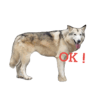 狼犬の日常（個別スタンプ：3）