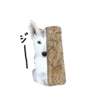 狼犬の日常（個別スタンプ：5）