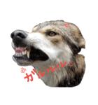 狼犬の日常（個別スタンプ：6）