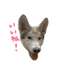 狼犬の日常（個別スタンプ：7）