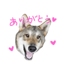 狼犬の日常（個別スタンプ：8）
