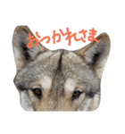狼犬の日常（個別スタンプ：11）