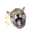 狼犬の日常（個別スタンプ：12）