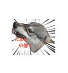 狼犬の日常（個別スタンプ：14）
