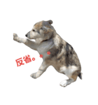 狼犬の日常（個別スタンプ：15）