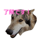 狼犬の日常（個別スタンプ：16）