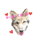 狼犬の日常（個別スタンプ：17）