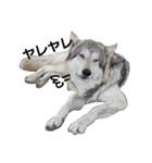 狼犬の日常（個別スタンプ：19）
