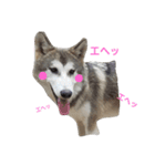 狼犬の日常（個別スタンプ：20）