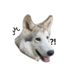 狼犬の日常（個別スタンプ：21）