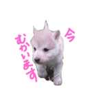 狼犬の日常（個別スタンプ：22）