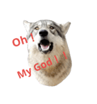 狼犬の日常（個別スタンプ：23）