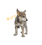 狼犬の日常（個別スタンプ：24）