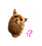 みーこた2（個別スタンプ：4）