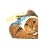 みーこた2（個別スタンプ：5）