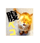 みーこた2（個別スタンプ：6）