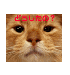みーこた2（個別スタンプ：9）