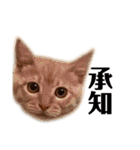 みーこた2（個別スタンプ：16）