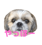 橋本家の名犬シルクくん（個別スタンプ：1）
