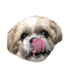 橋本家の名犬シルクくん（個別スタンプ：2）