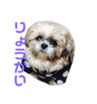 橋本家の名犬シルクくん（個別スタンプ：3）