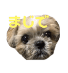 橋本家の名犬シルクくん（個別スタンプ：4）