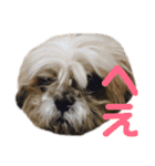 橋本家の名犬シルクくん（個別スタンプ：5）