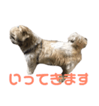 橋本家の名犬シルクくん（個別スタンプ：6）