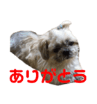 橋本家の名犬シルクくん（個別スタンプ：7）