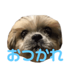 橋本家の名犬シルクくん（個別スタンプ：8）