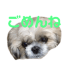 橋本家の名犬シルクくん（個別スタンプ：9）