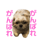 橋本家の名犬シルクくん（個別スタンプ：10）