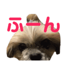 橋本家の名犬シルクくん（個別スタンプ：12）