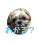 橋本家の名犬シルクくん（個別スタンプ：13）