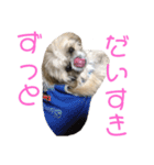 橋本家の名犬シルクくん（個別スタンプ：14）